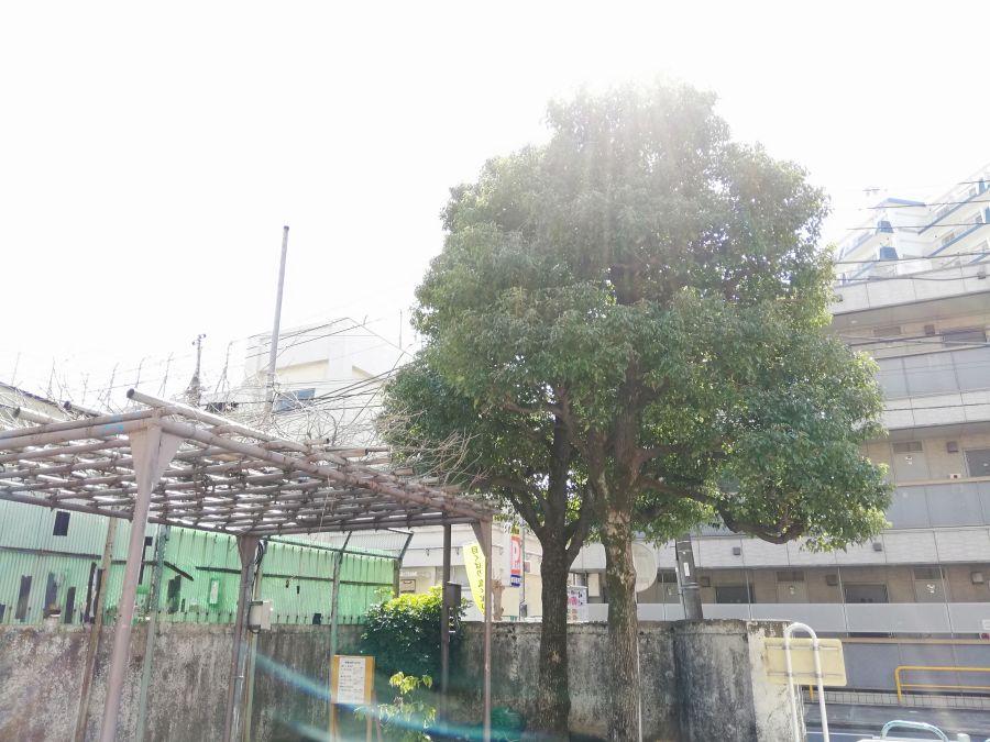 東三児童公園　大きな木