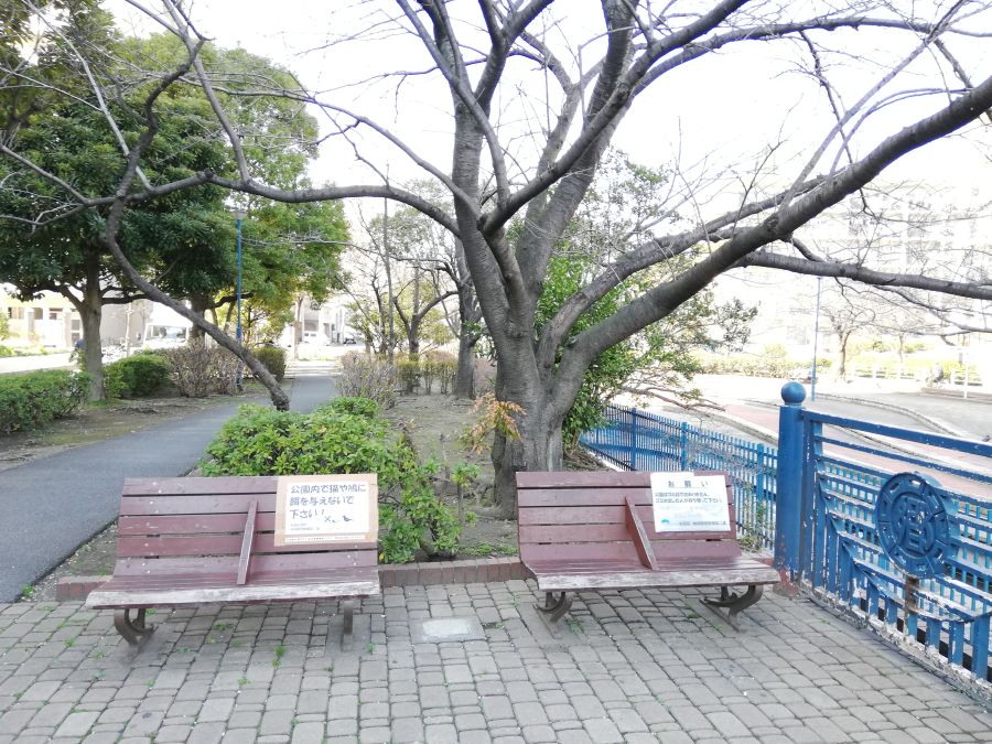 南六郷緑地　ベンチと桜