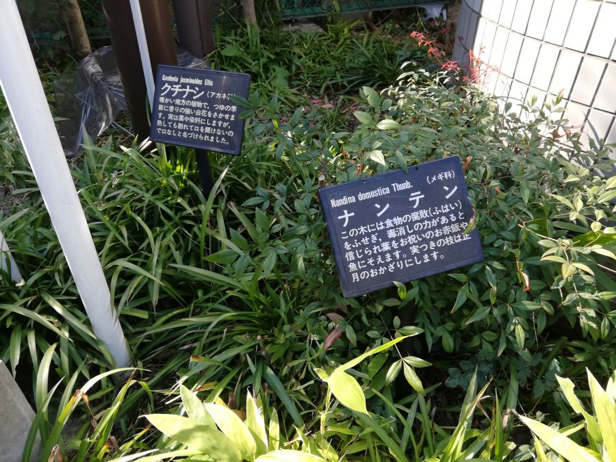 大田区　羽田西児童公園　植物