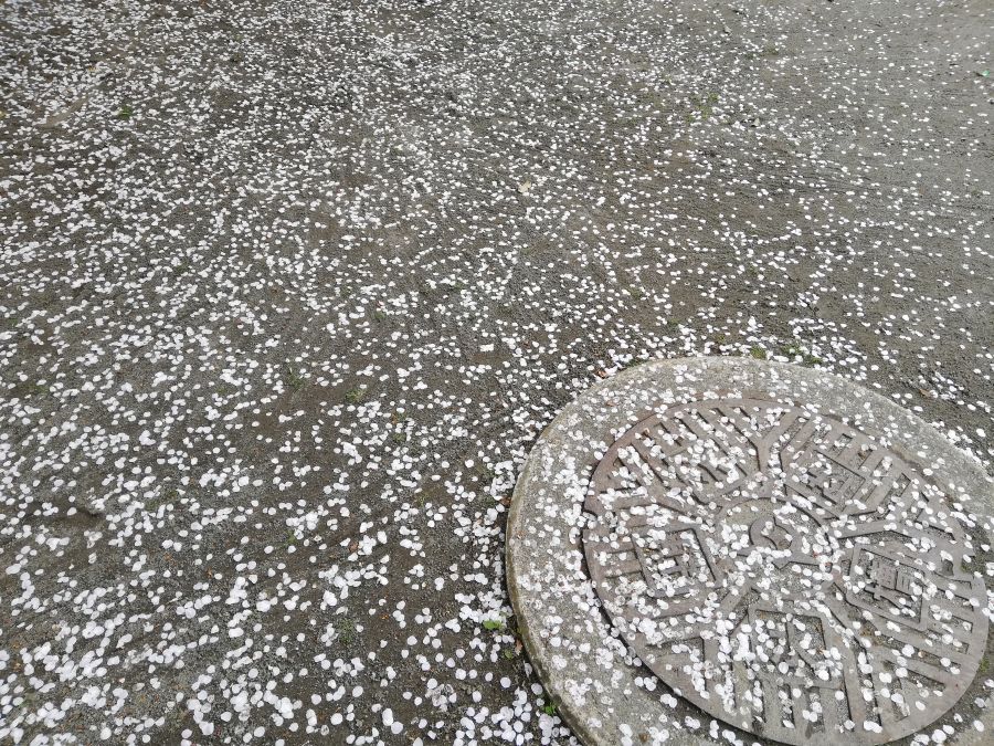 前河原児童公園　桜の絨毯