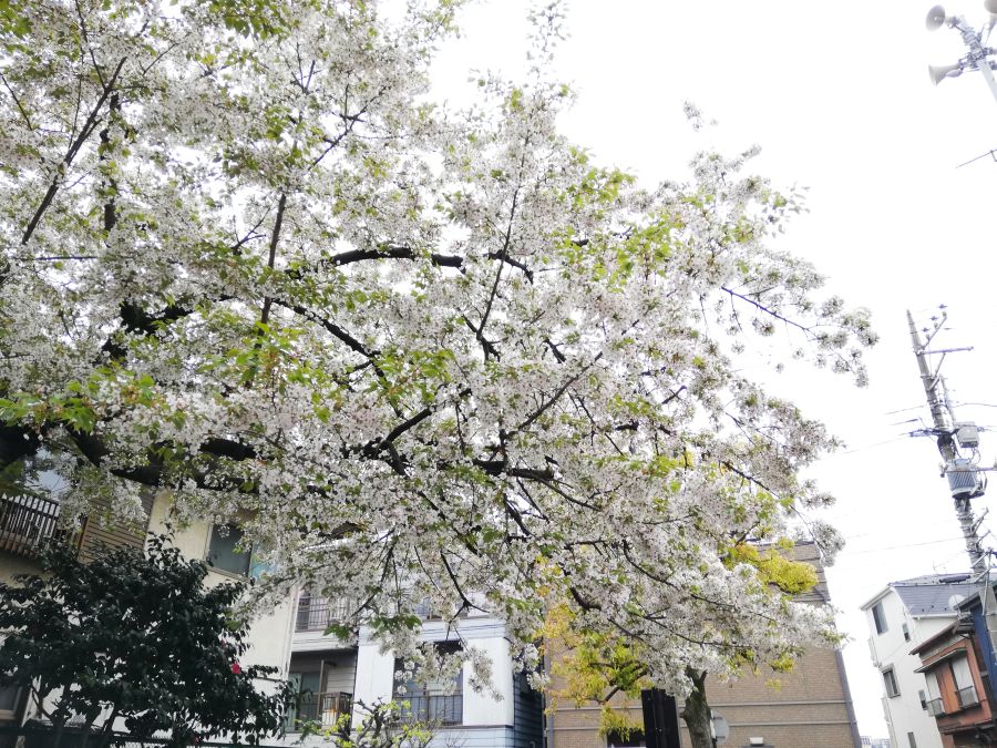 前河原児童公園　桜の木