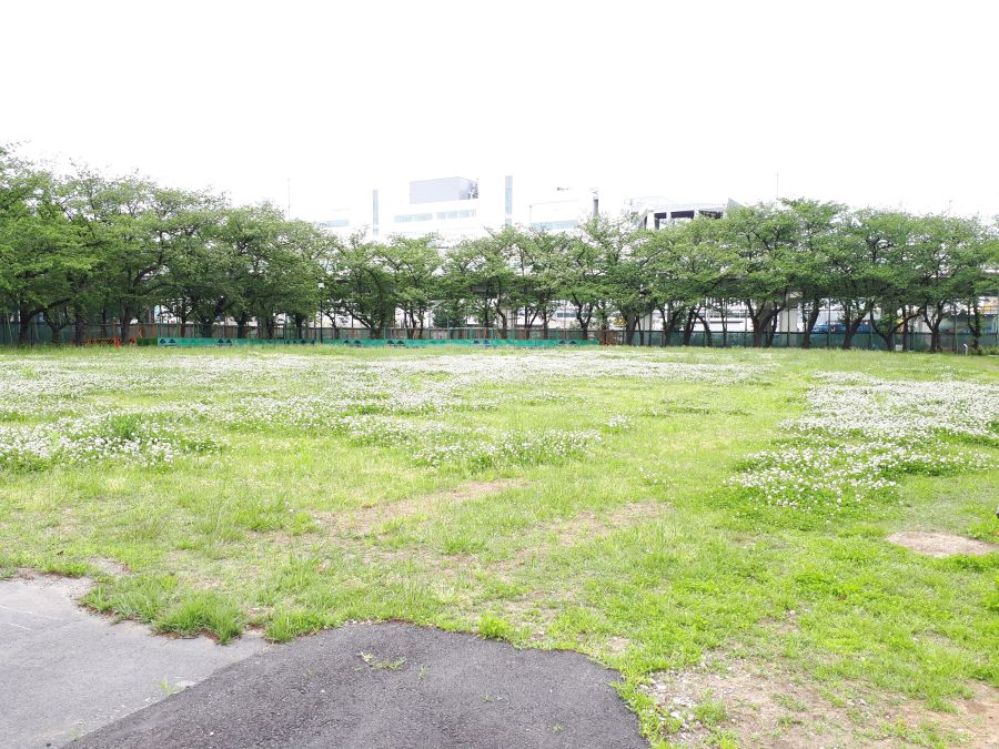 大田区　東糀谷第一公園　広場